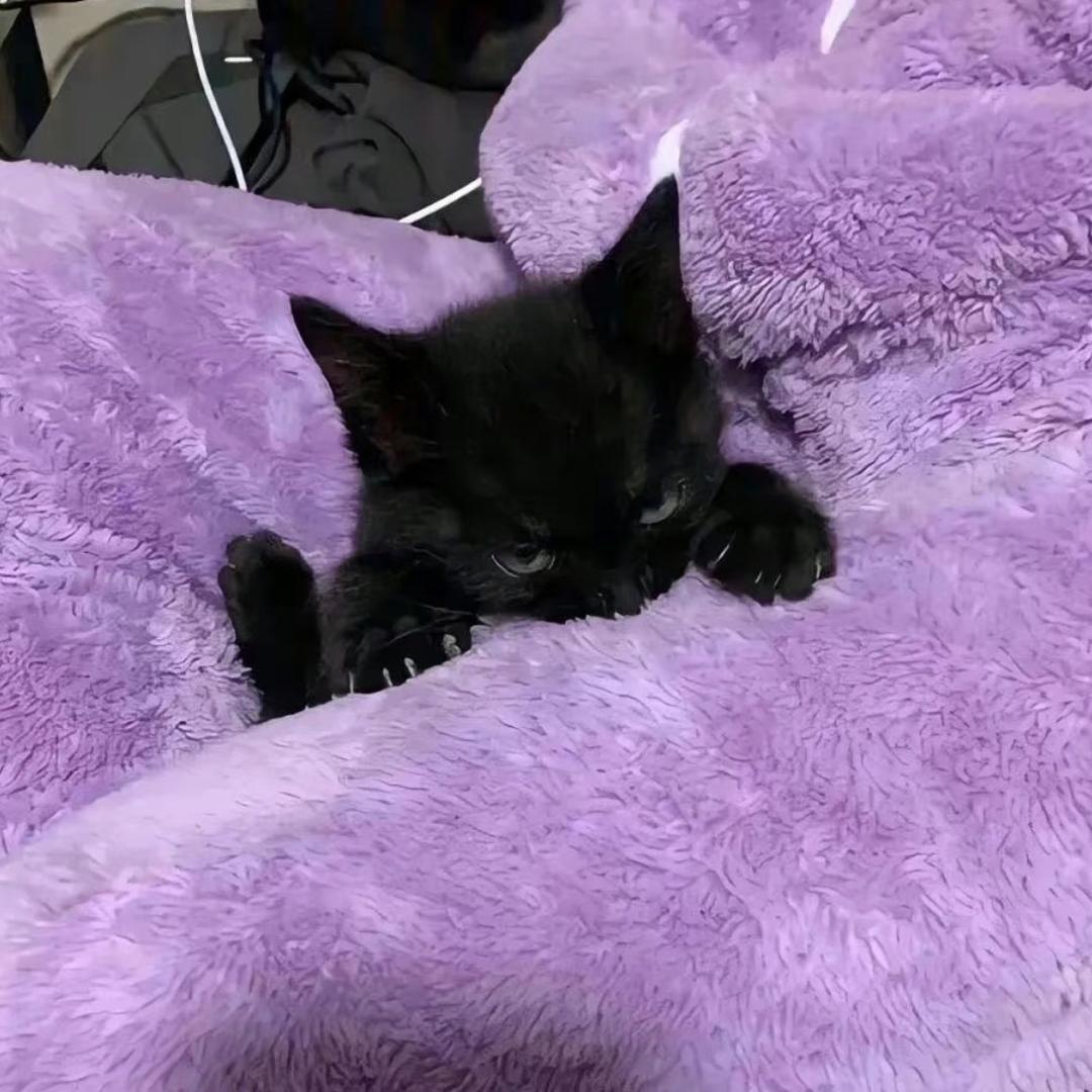 🐈‍⬛橘春初九🚗