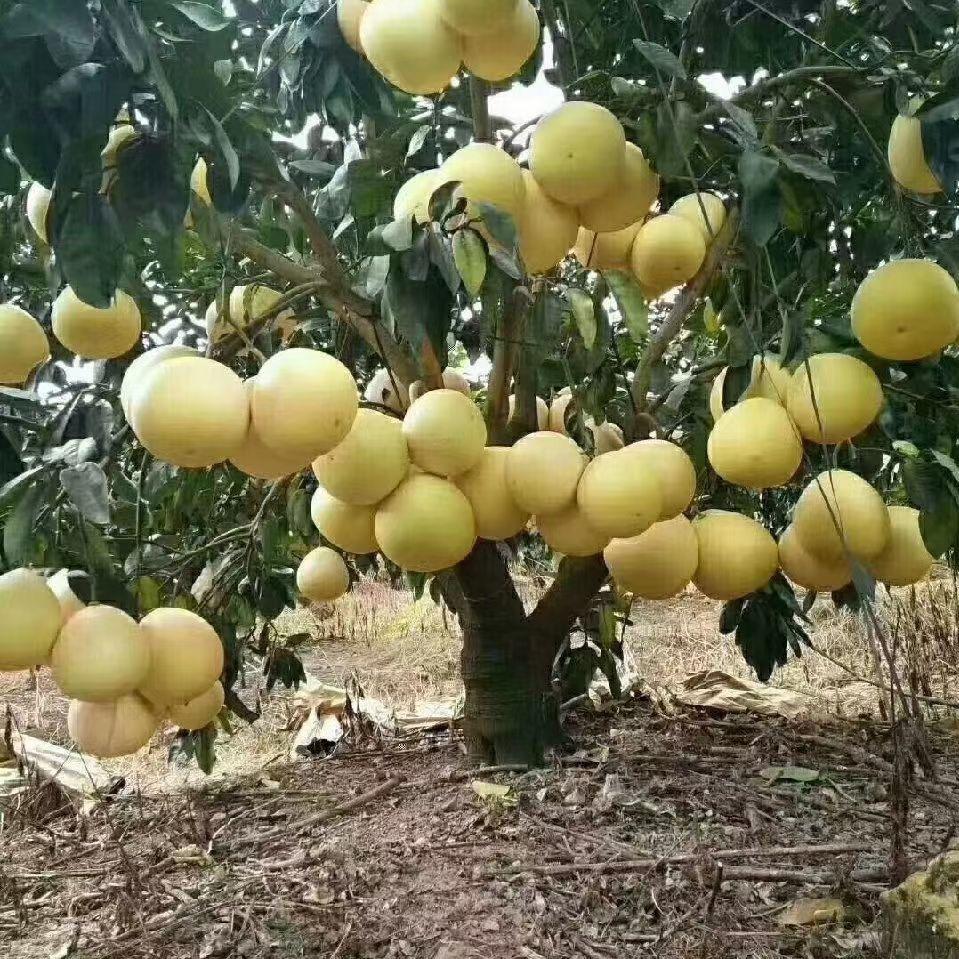 @嘉达柚业