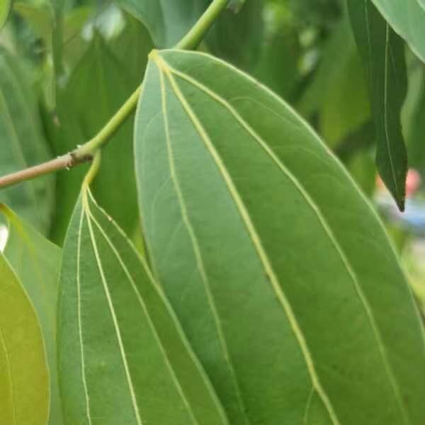 山河大师