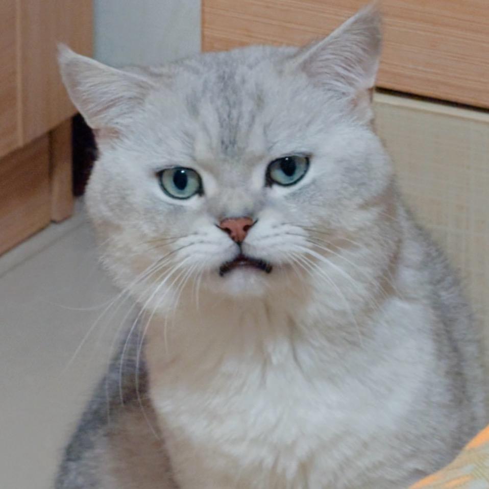 无敌变身卡布达