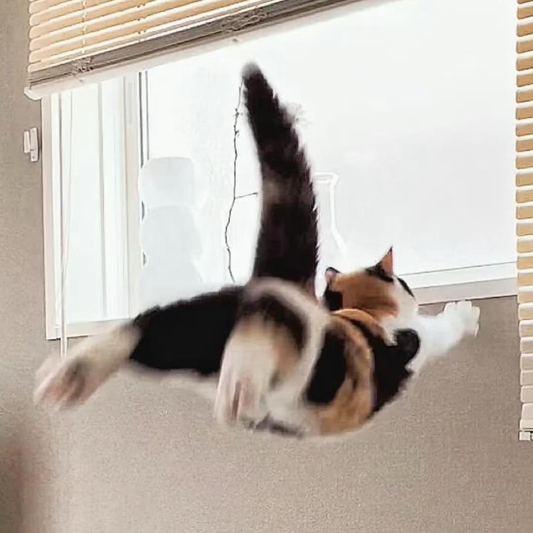 自由小猫🐾（拼豆版）