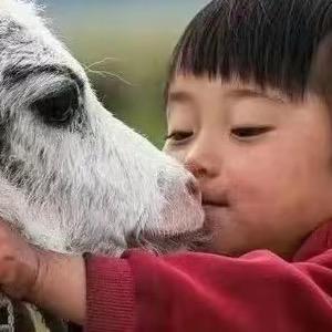 江孜小孩
