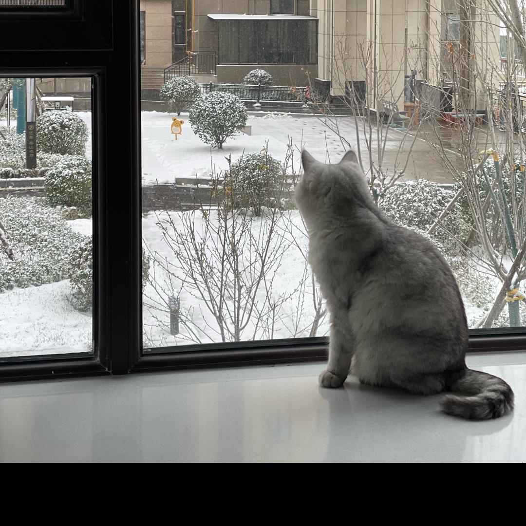 九饼是只猫