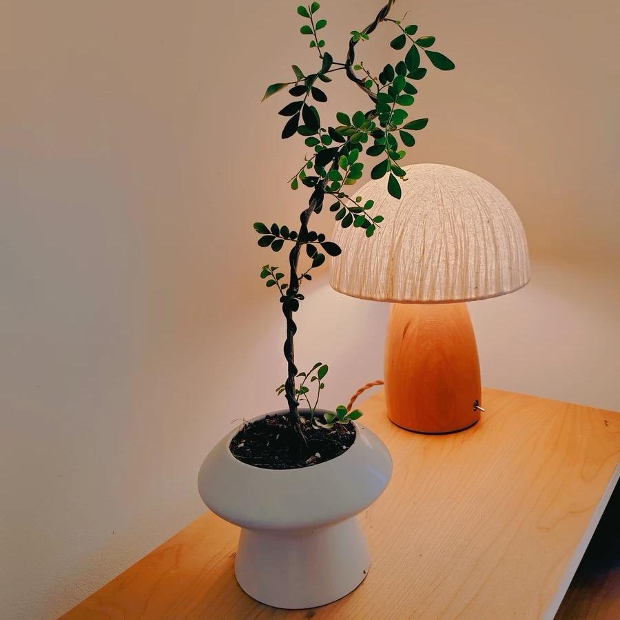 风吹四叶草