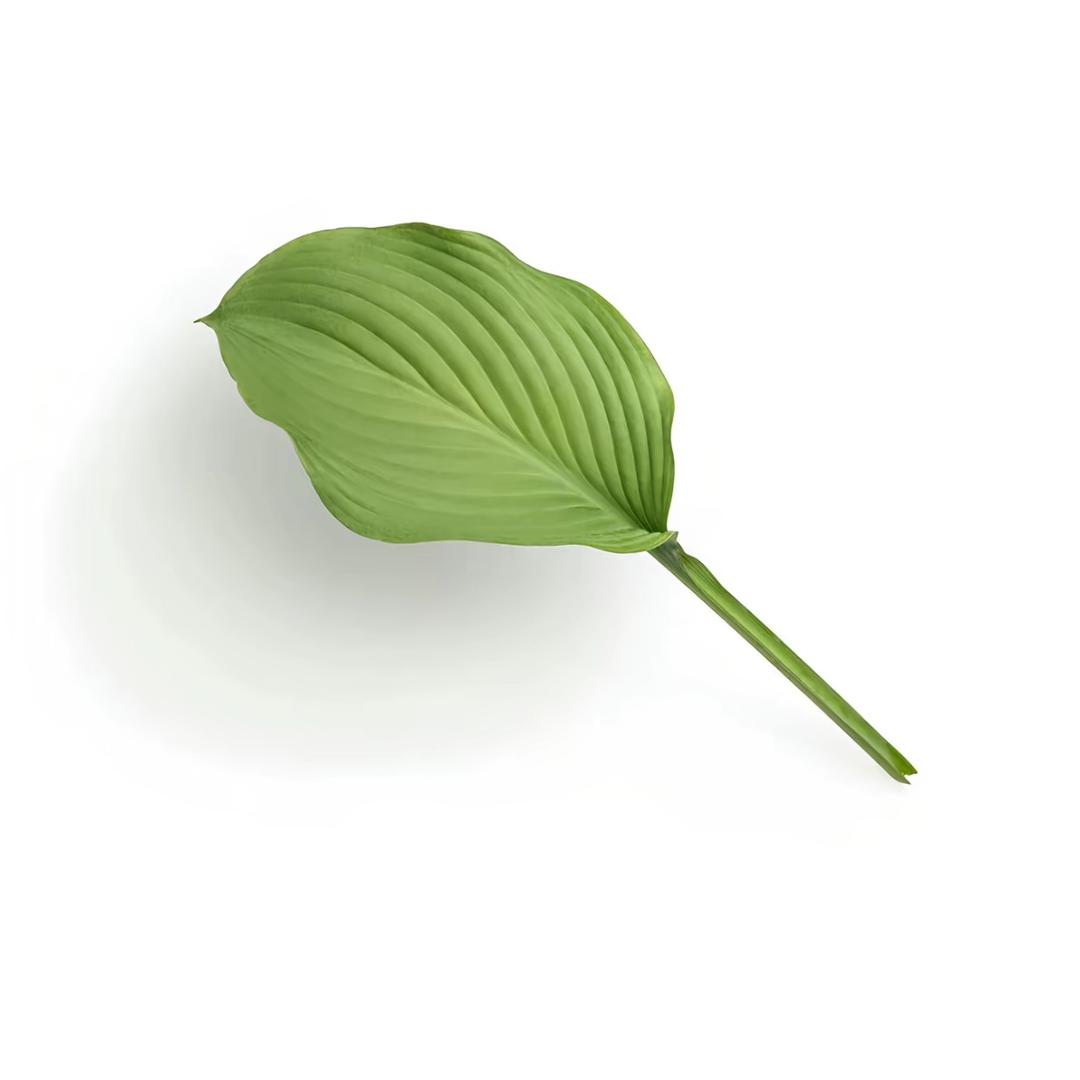 多加香菜