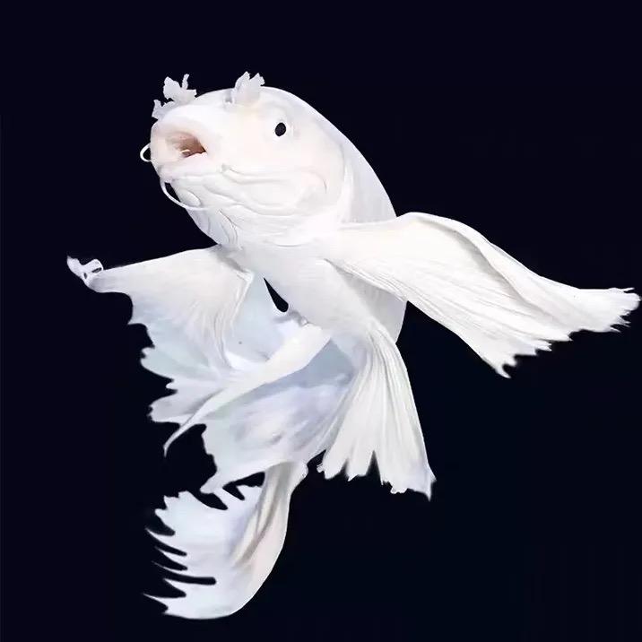 鱼欢水