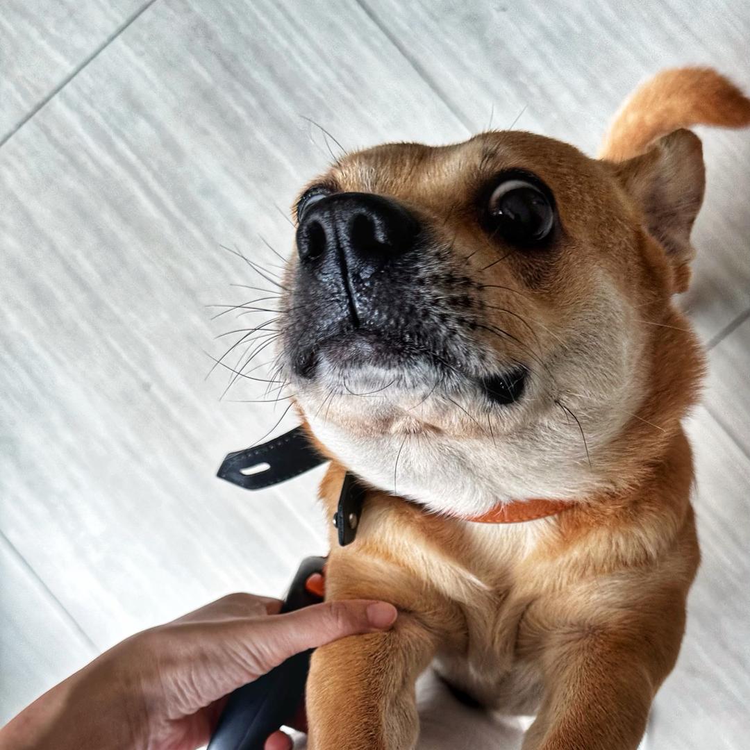 二宝狗是狗