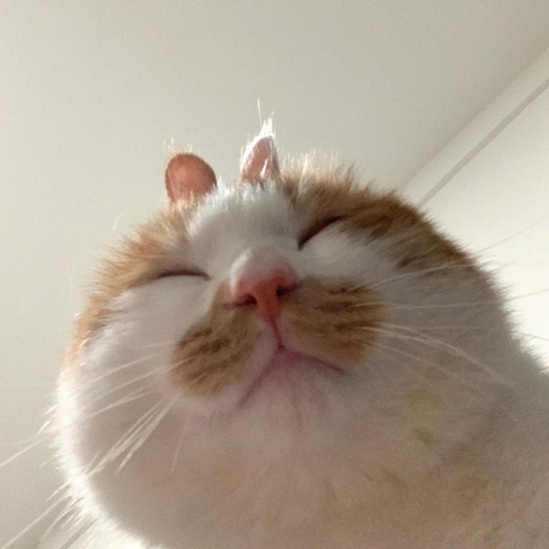 小金鱼^