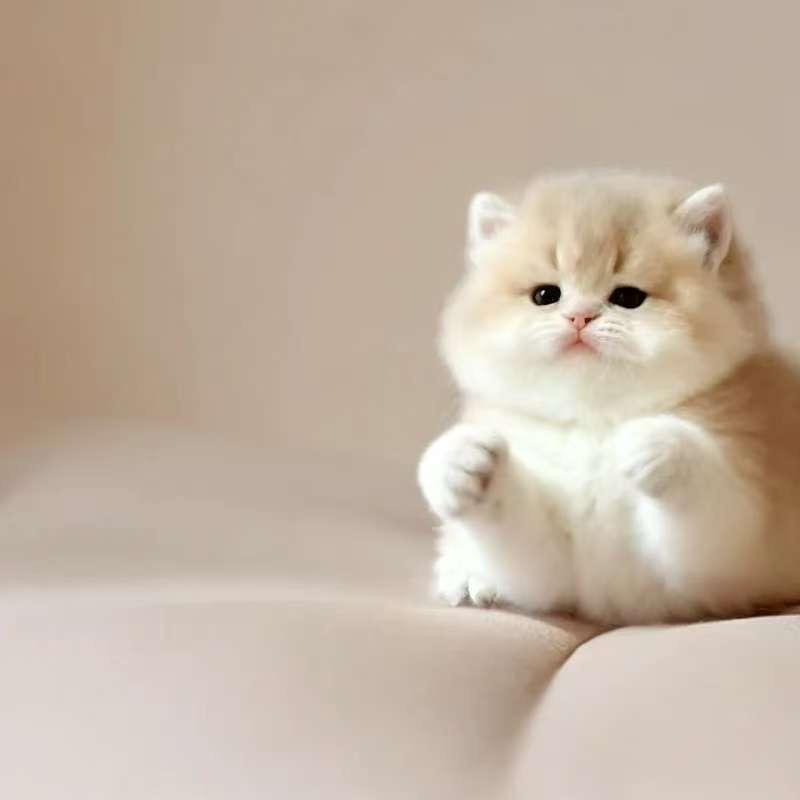 W觅宠宠物-代言