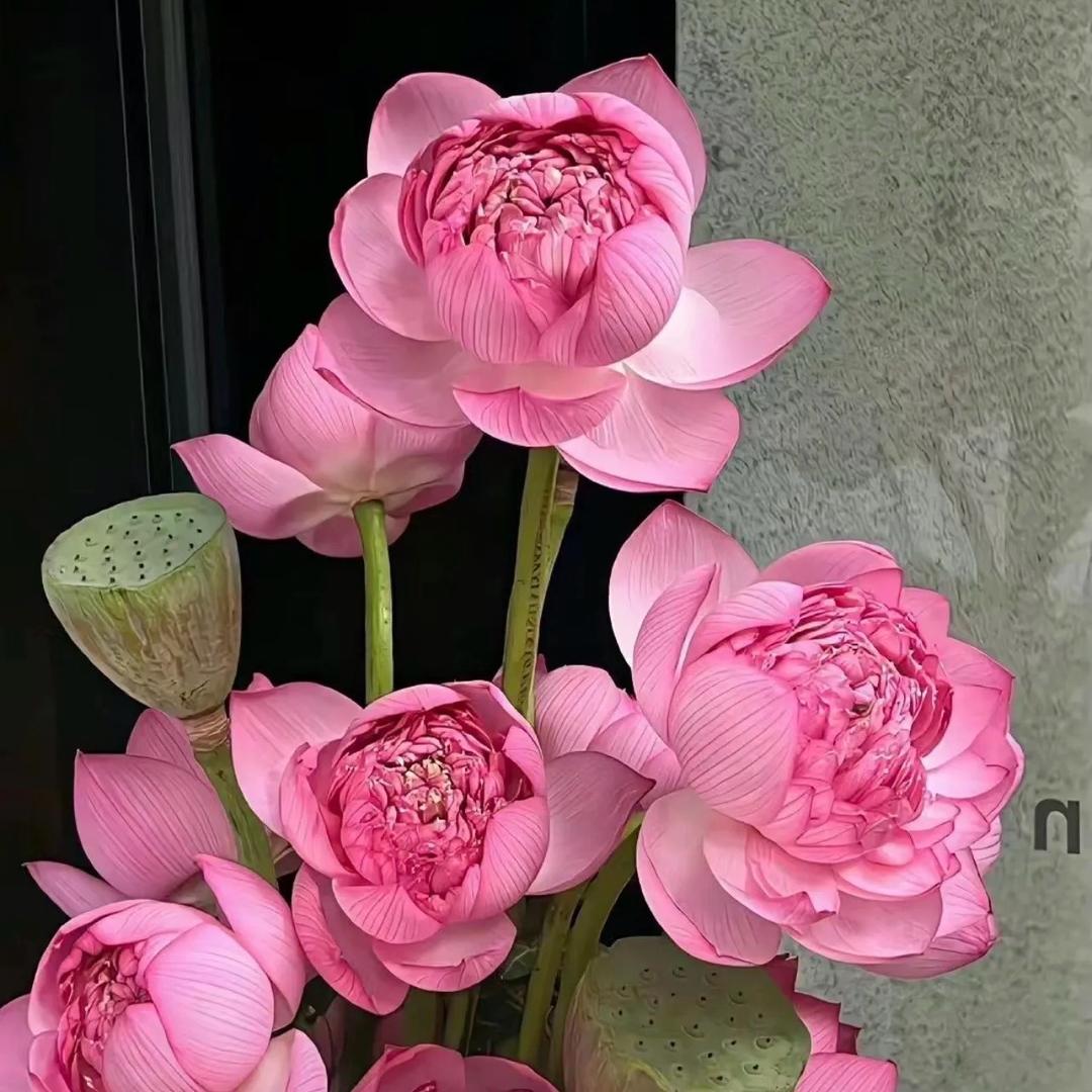 温峥嵘爱用好物分享