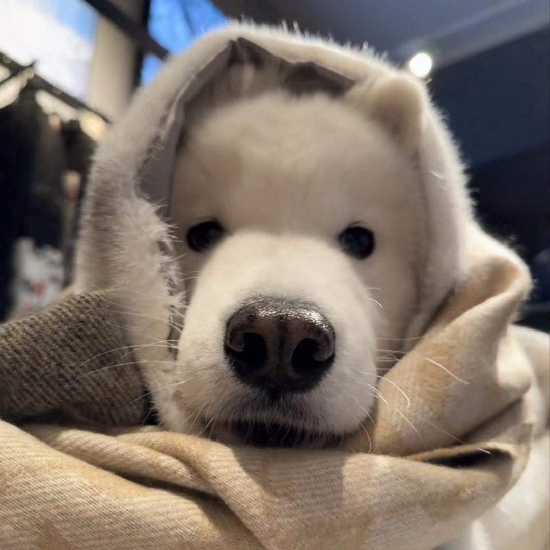 🐕
