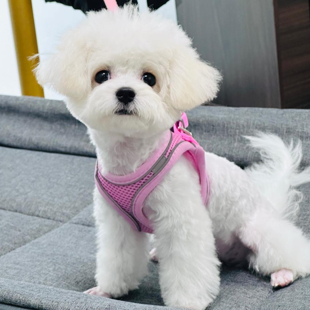 歪小楞儿