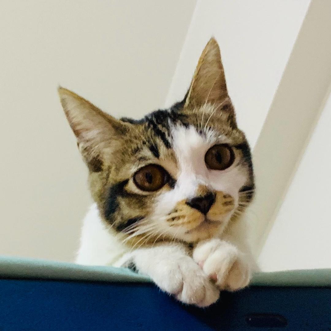 今天猫听懂了没
