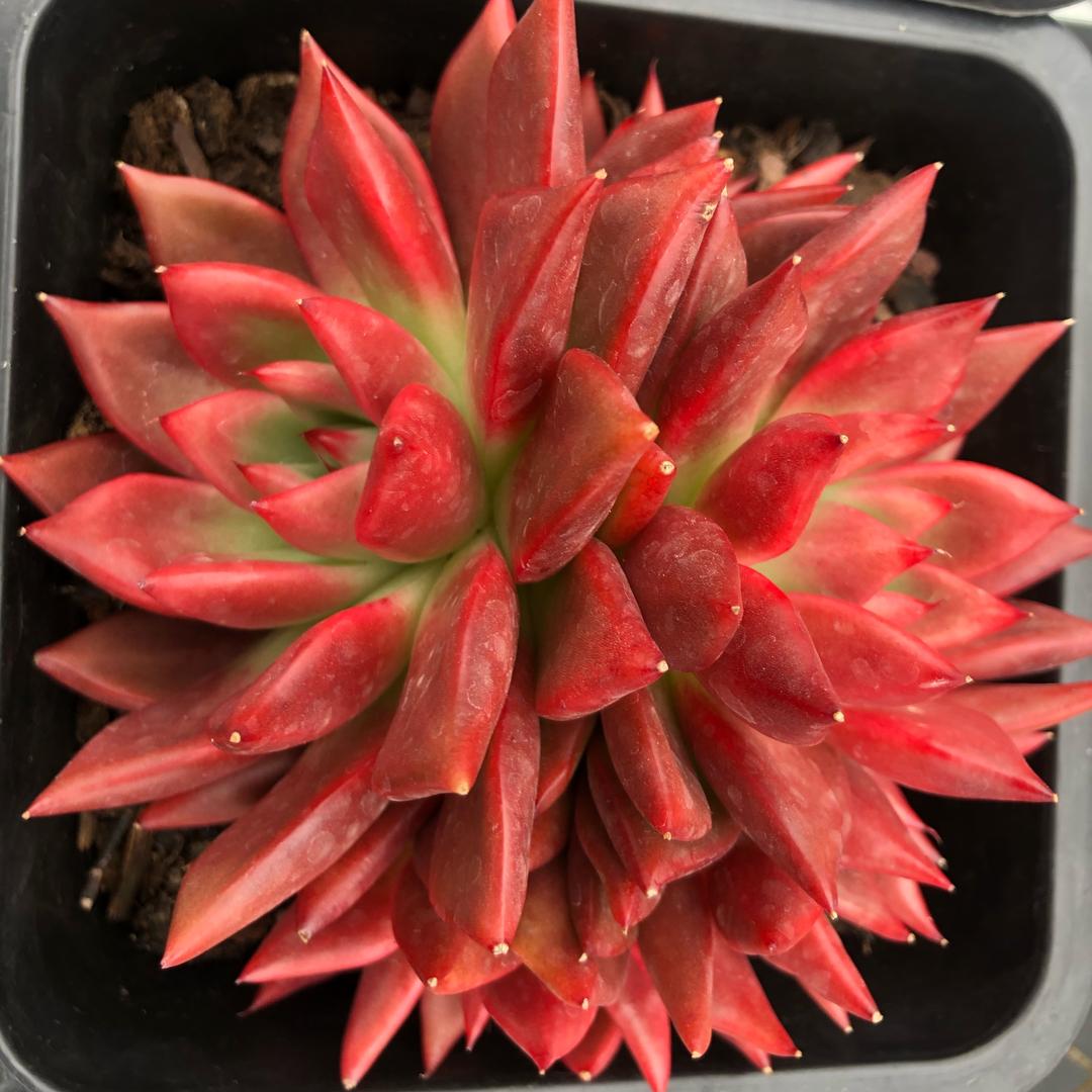 意境多肉—暗纹系列