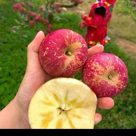 高山丑苹果
