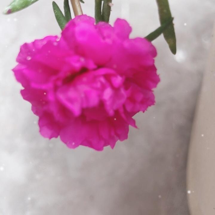 泥红色