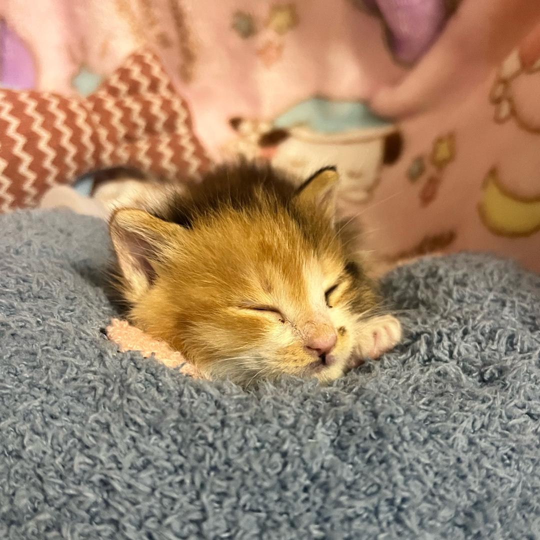 半夜想吃鸡腿堡