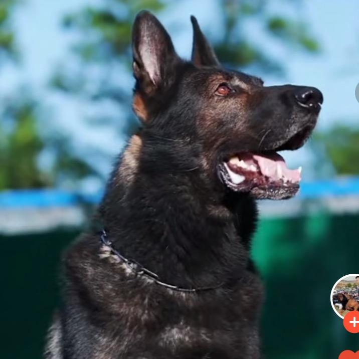 东德牧羊犬繁训