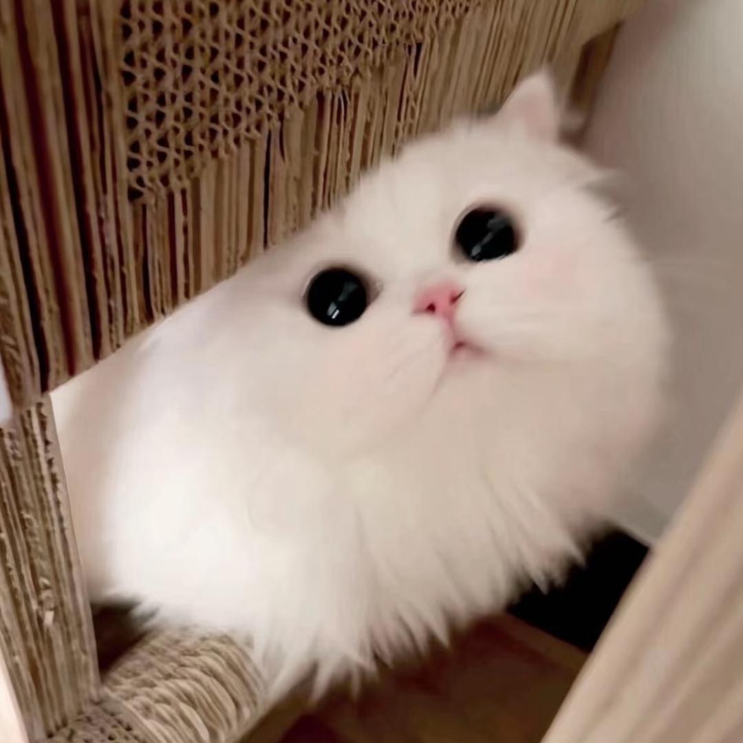 小礼转晴