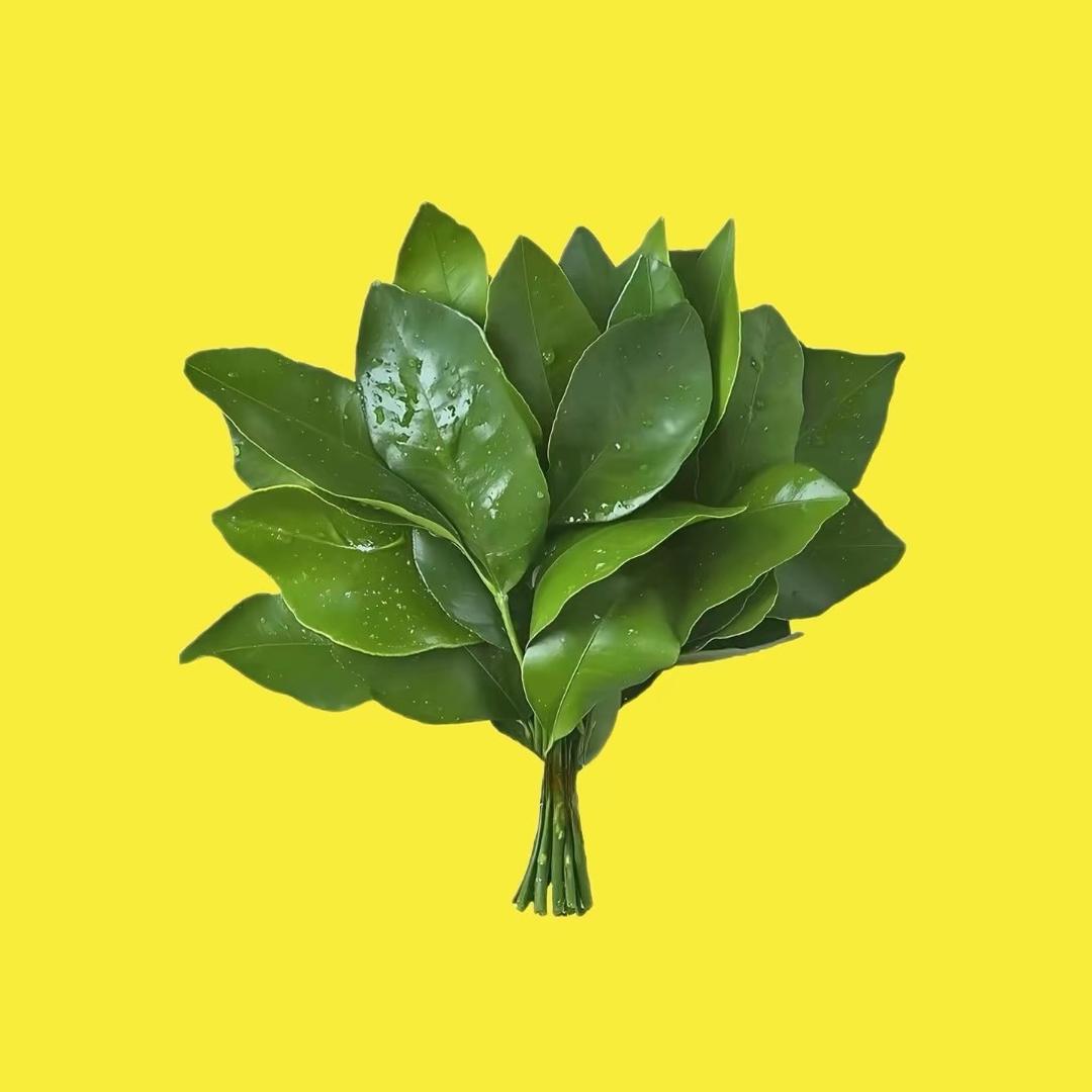 米芽Miya🍀