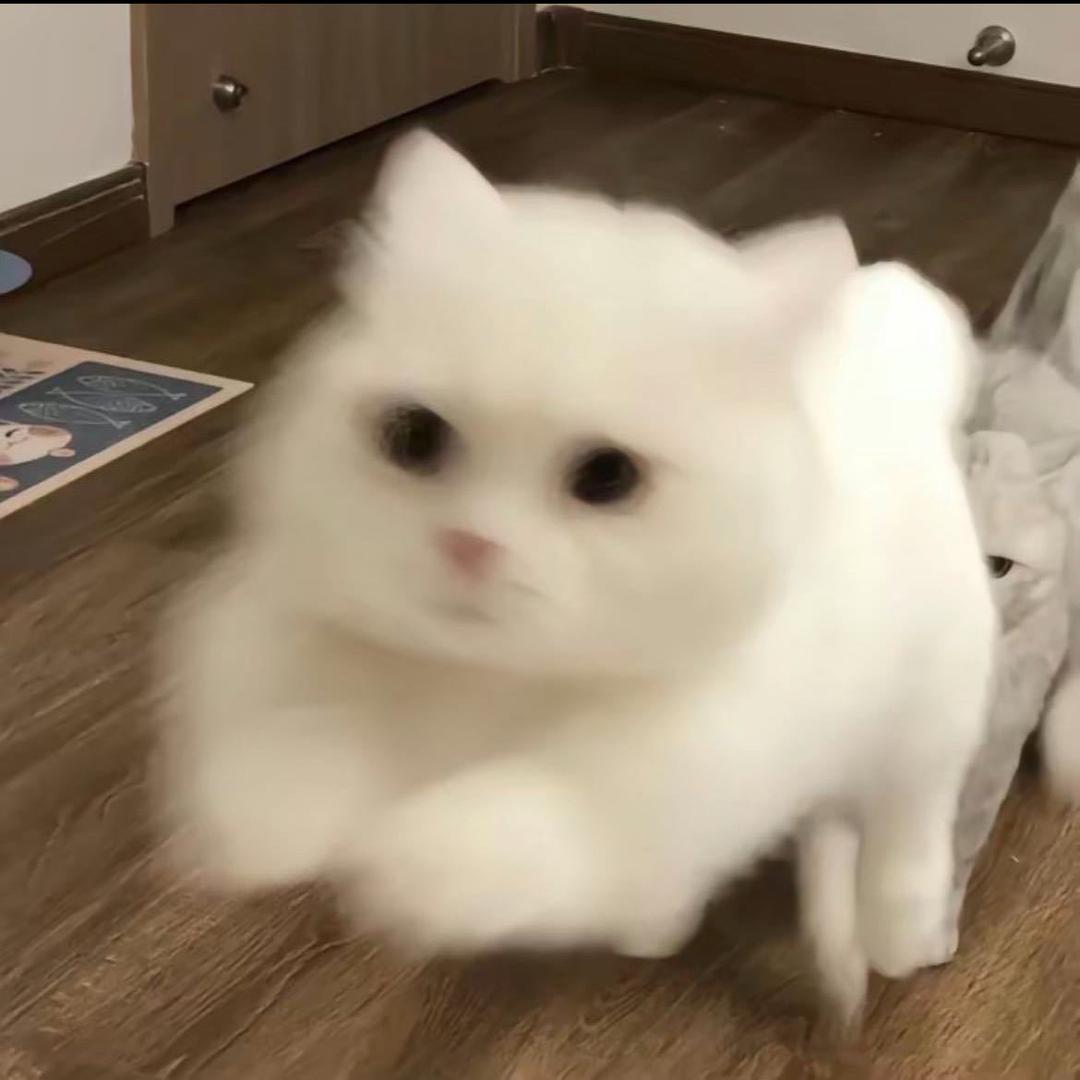 cyfsseyeeedy