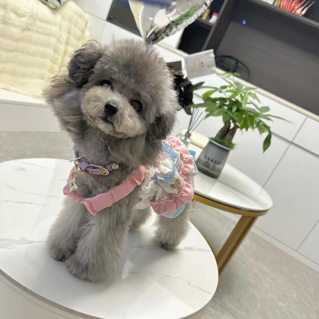 盛宠缘犬舍（直播号）