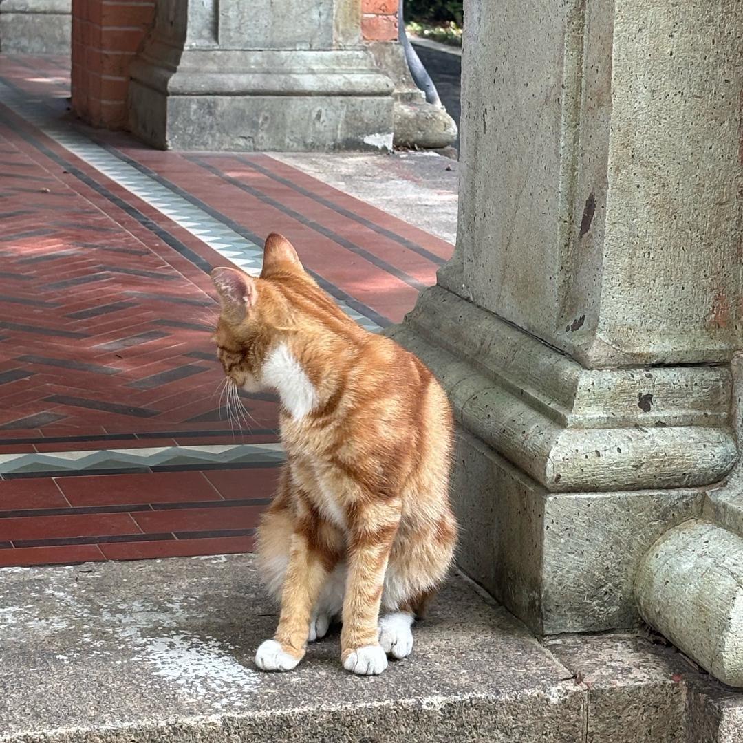 毛夹蛤