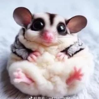 异宠小屋