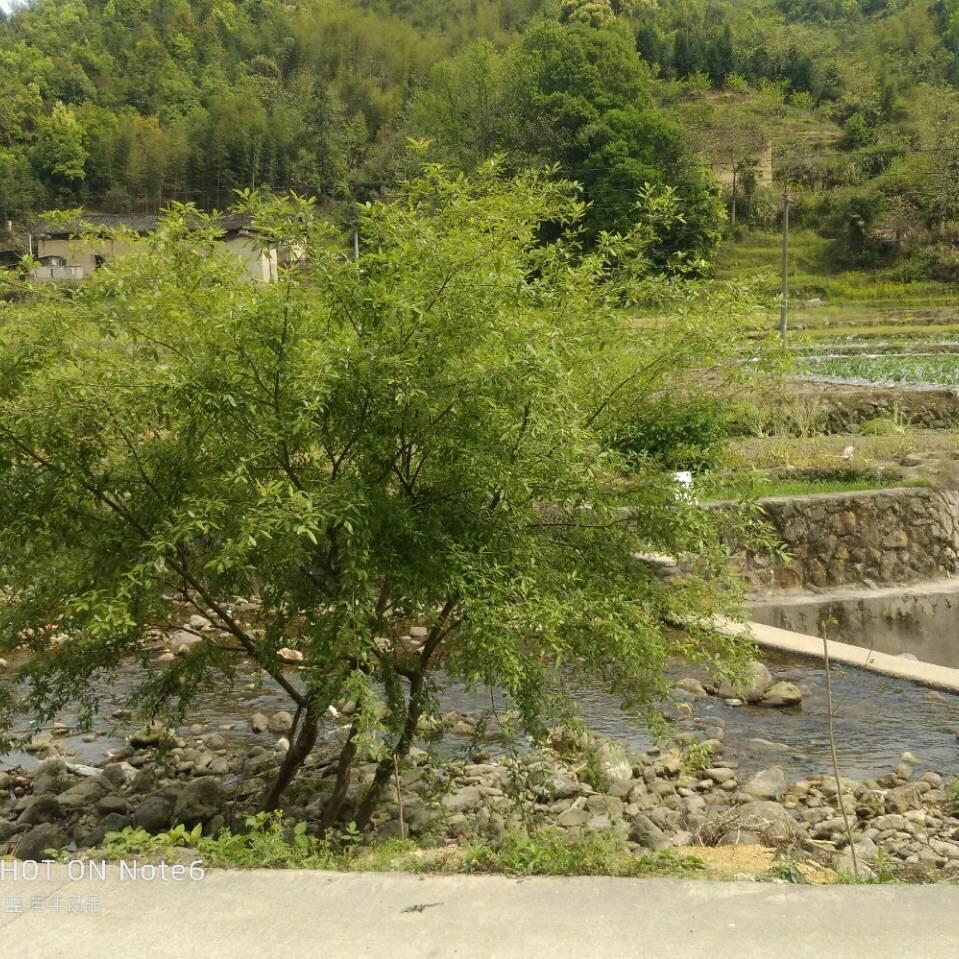 中国🇨🇳抖音