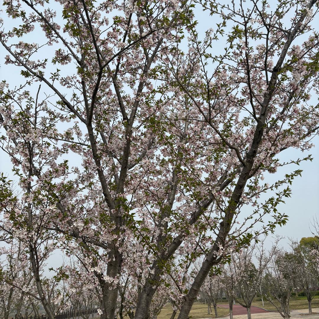 笑迎春风