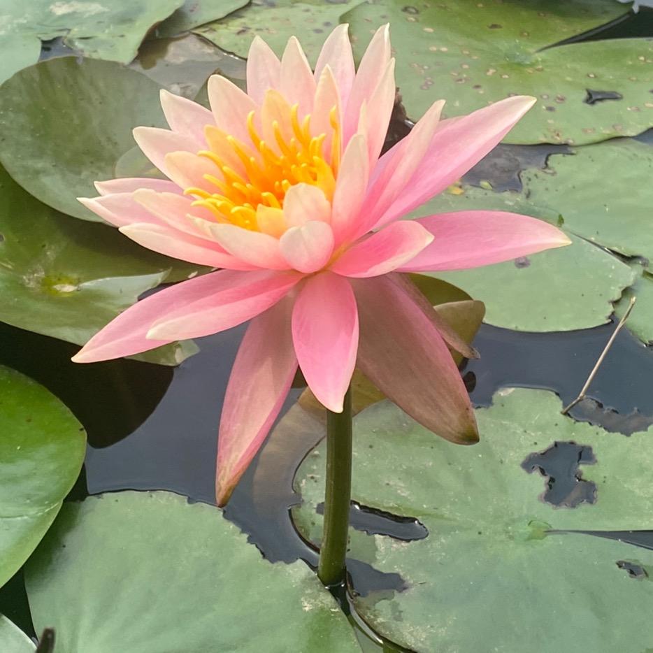 🉑️口🉑️乐