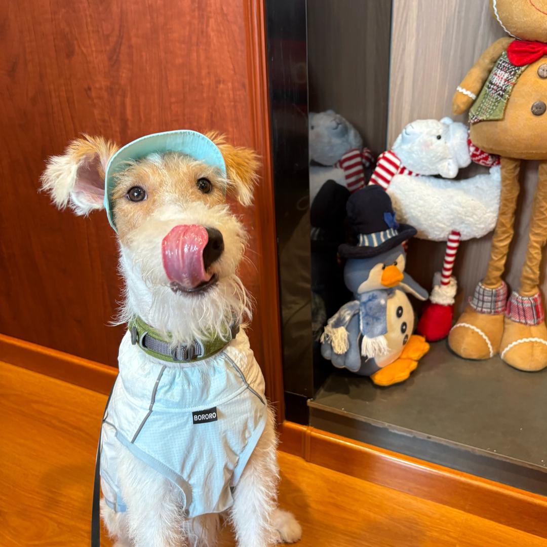 薯条🍟是只猎狐梗