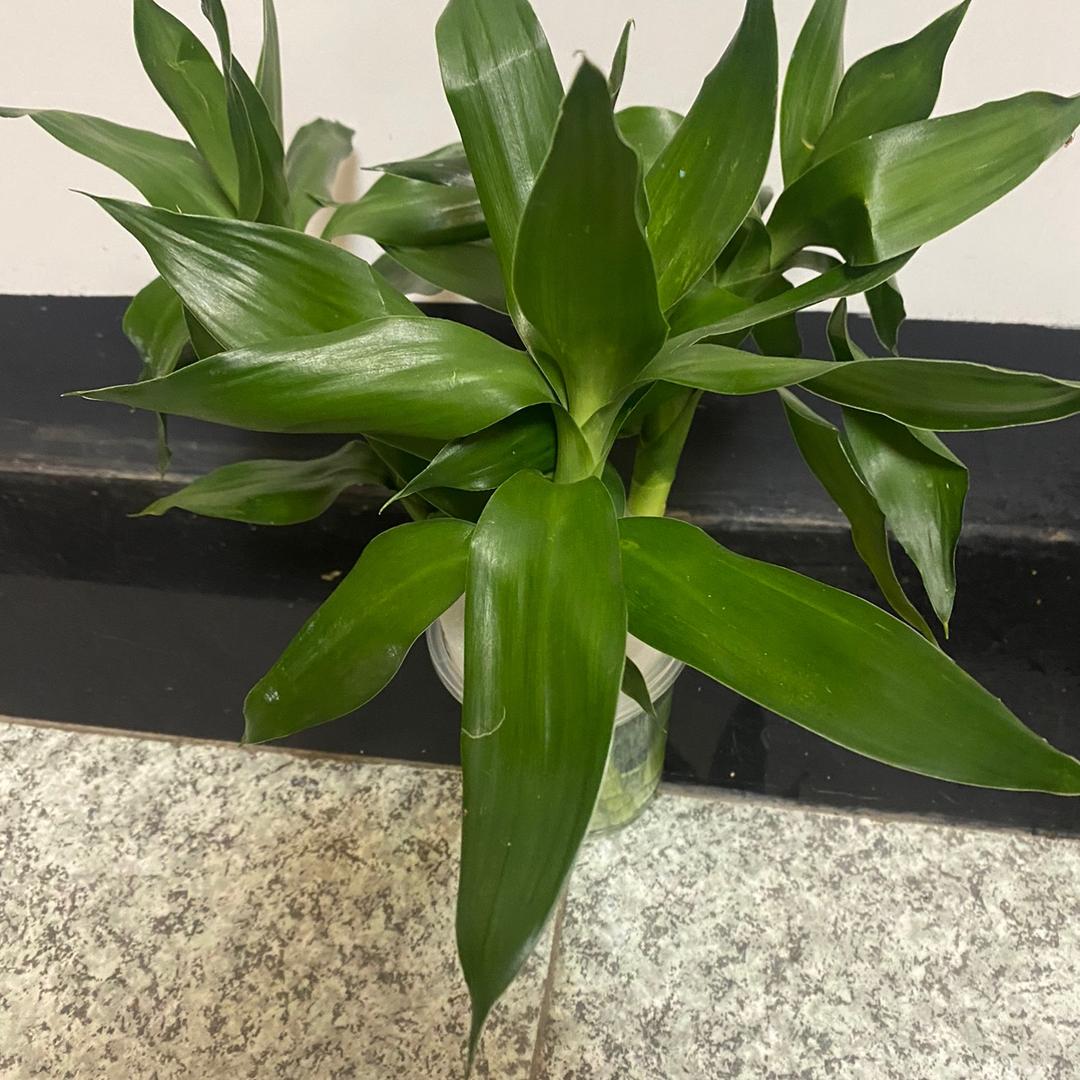 我心如故（顾）