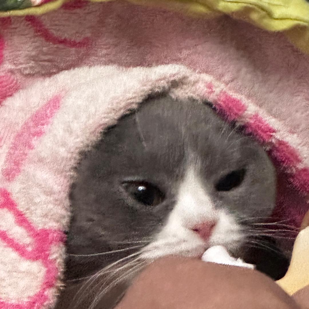 兔狲的姐姐🐈