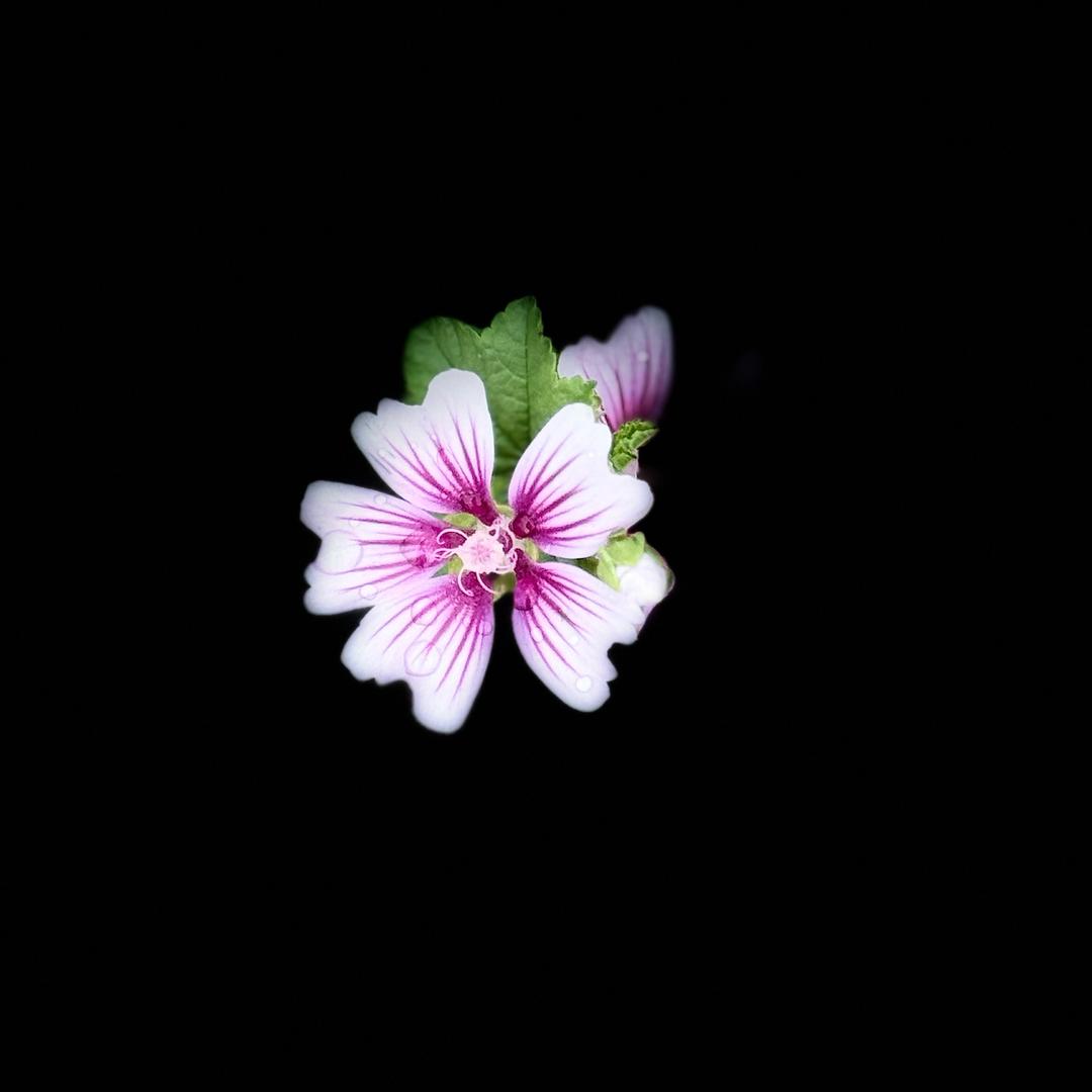M🌿