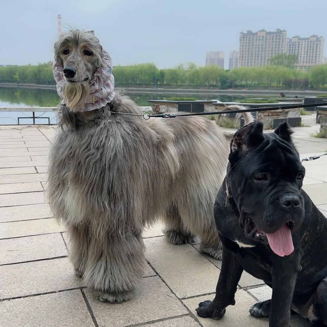 莎莎与皮特
