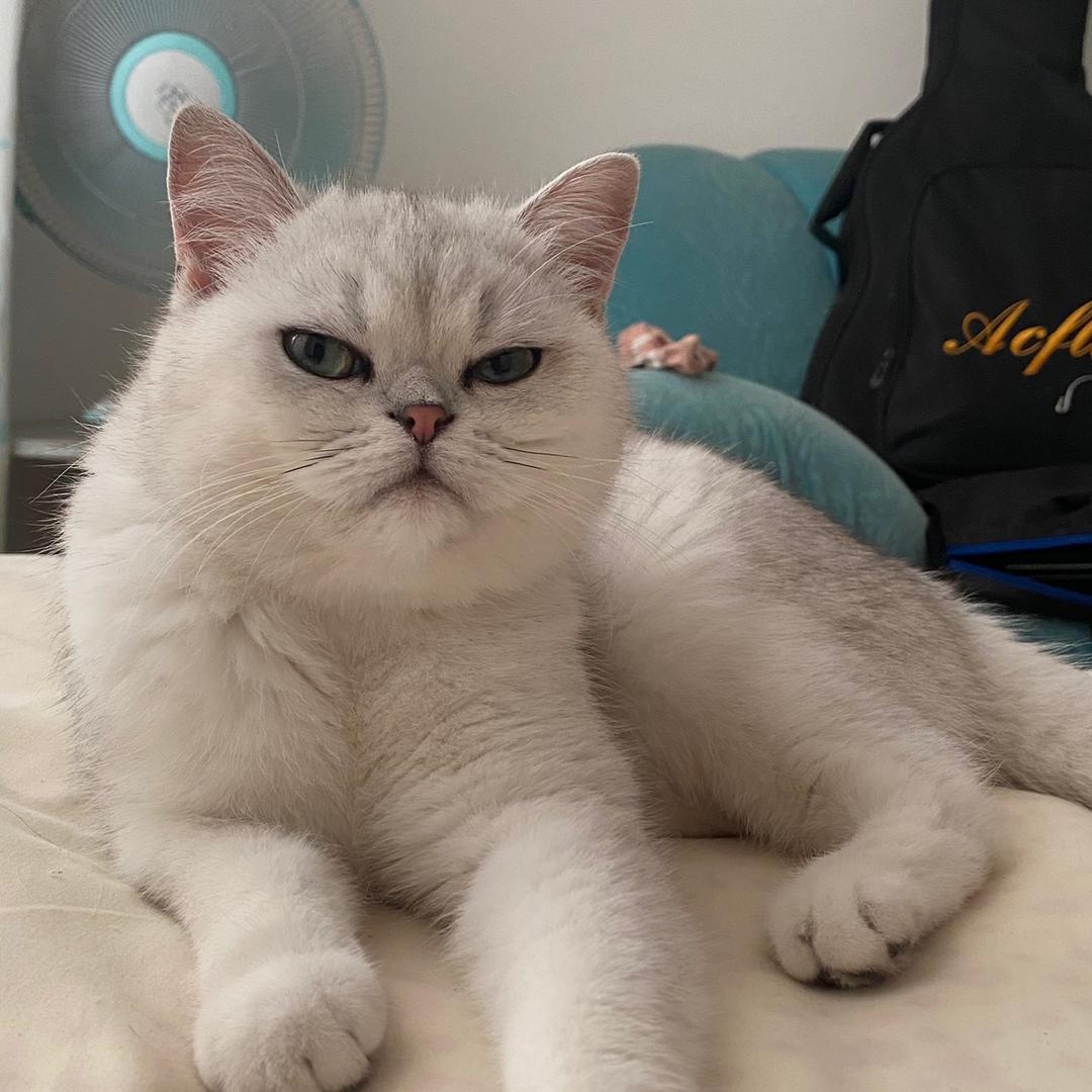 脾气很大的小公举