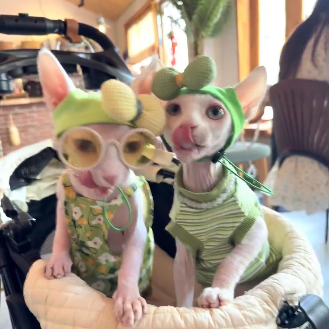 小猫当家萌宠语录