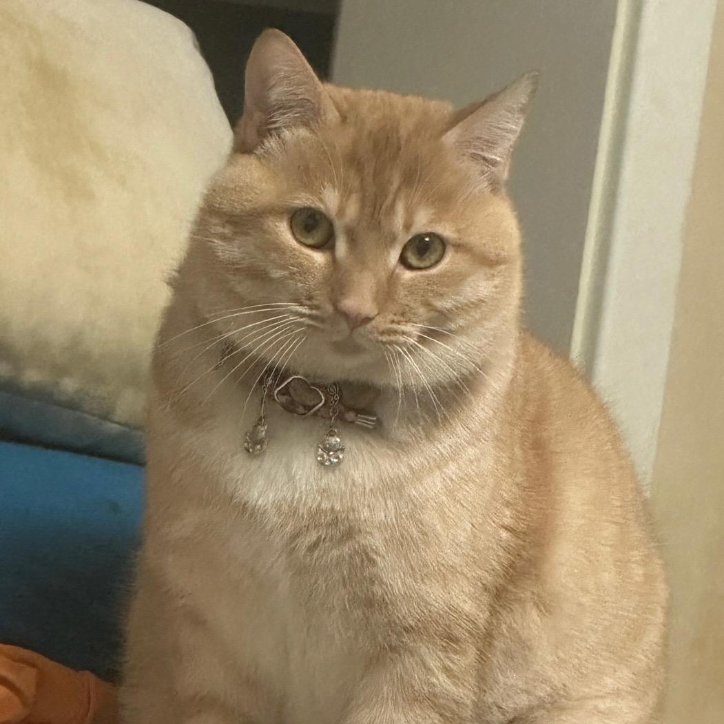 可乐是只大肥猫