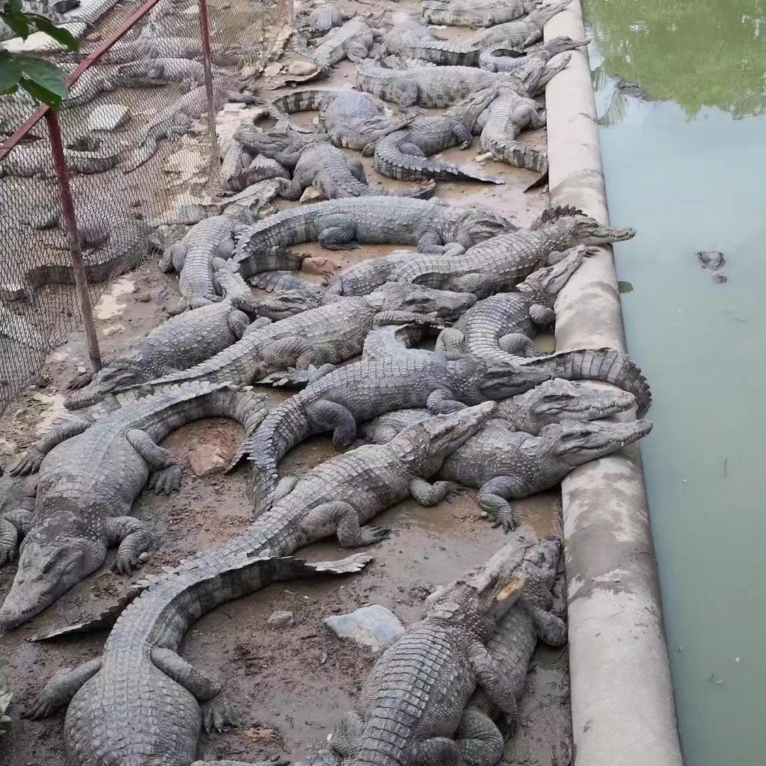 鳄鱼私人定制的头像