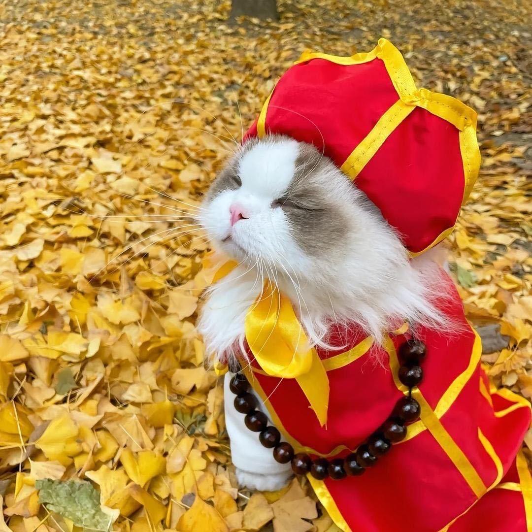 小趴菜丶