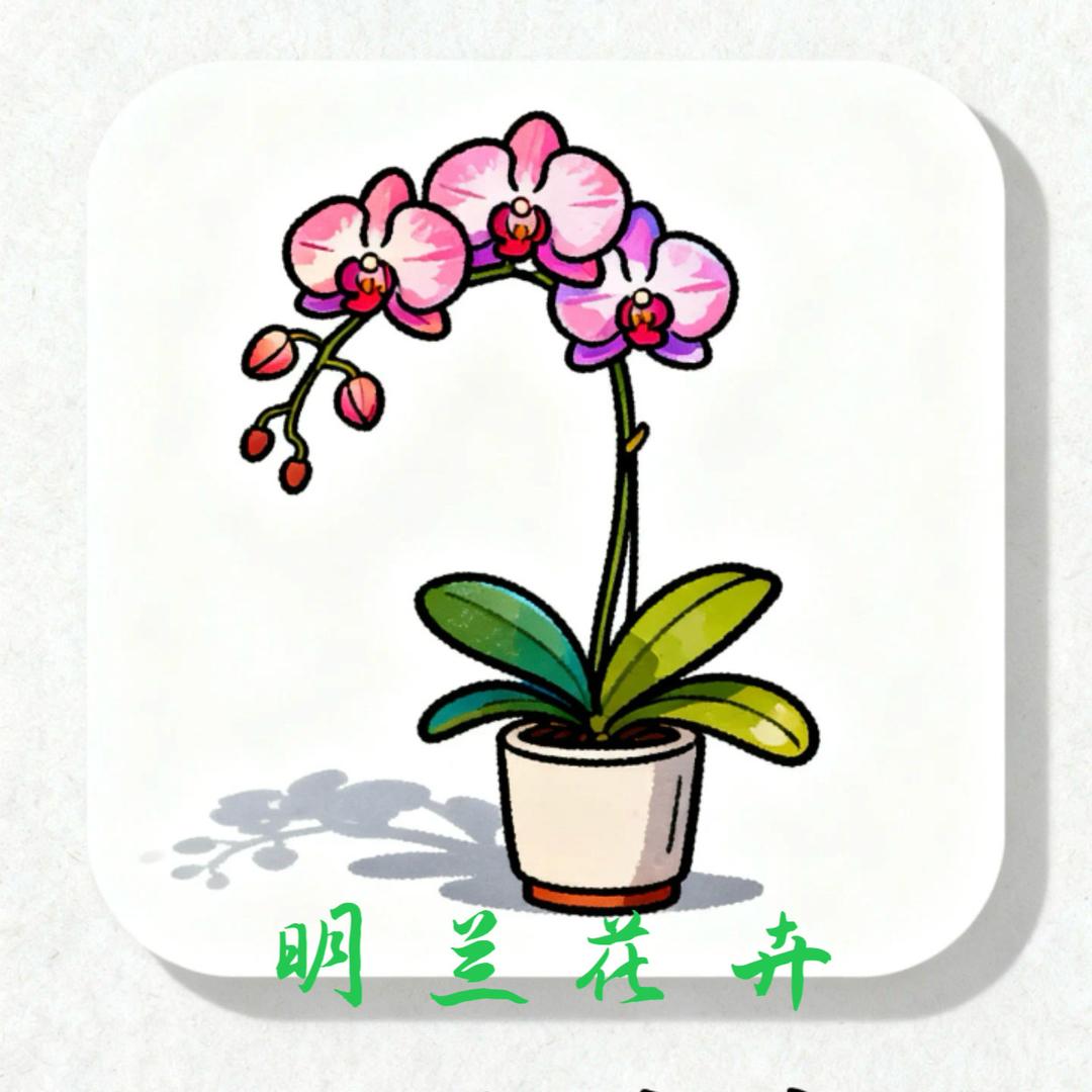 明兰花卉 （豆哥）