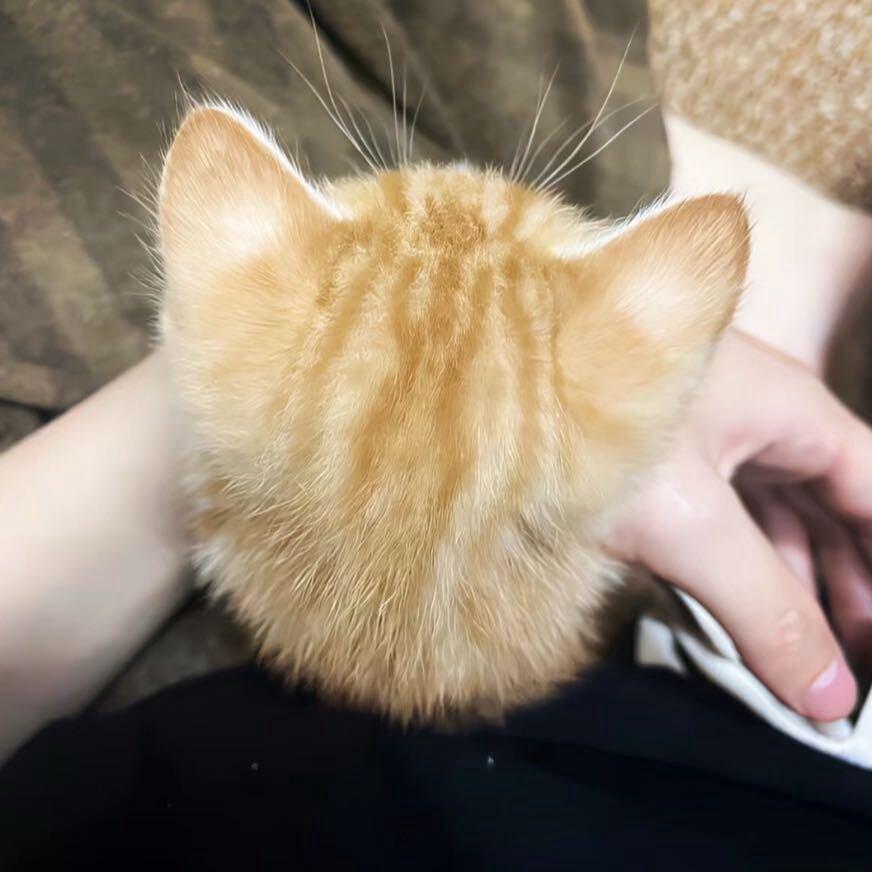 饭不着饿肚子