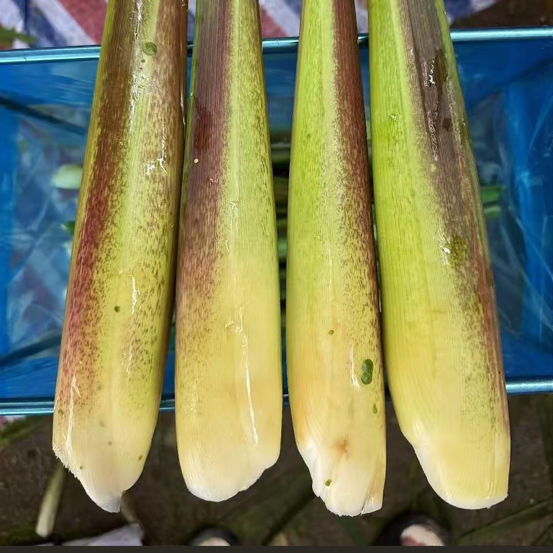 茭白种植户老王