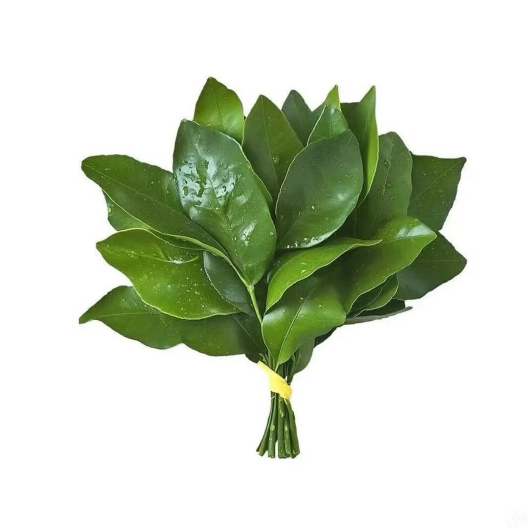 好运林溪🍀