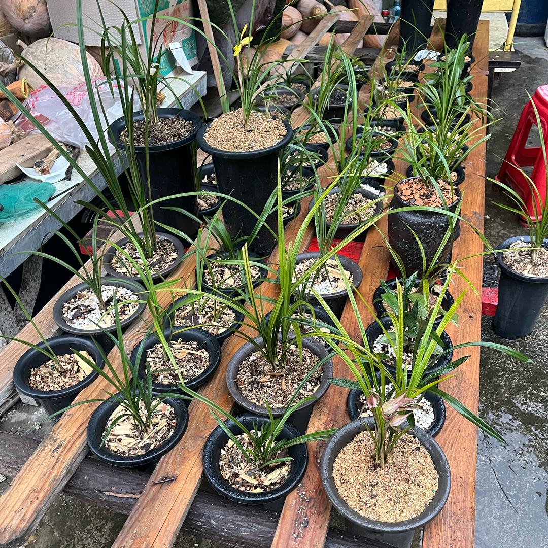 方寸兰苑