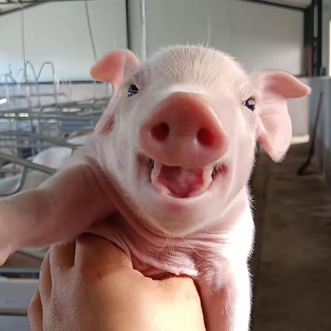 猪仔基地🐷
