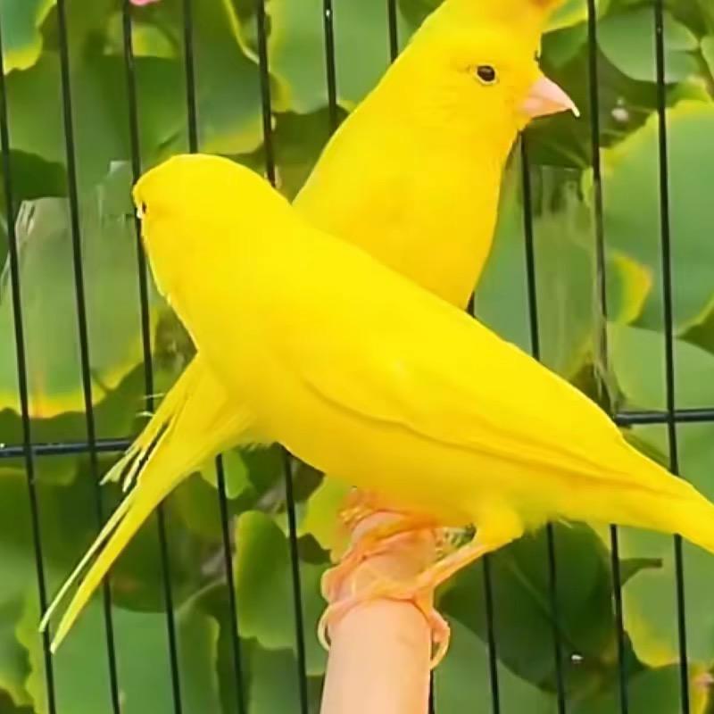 鹦鹉臻选阁娇娇