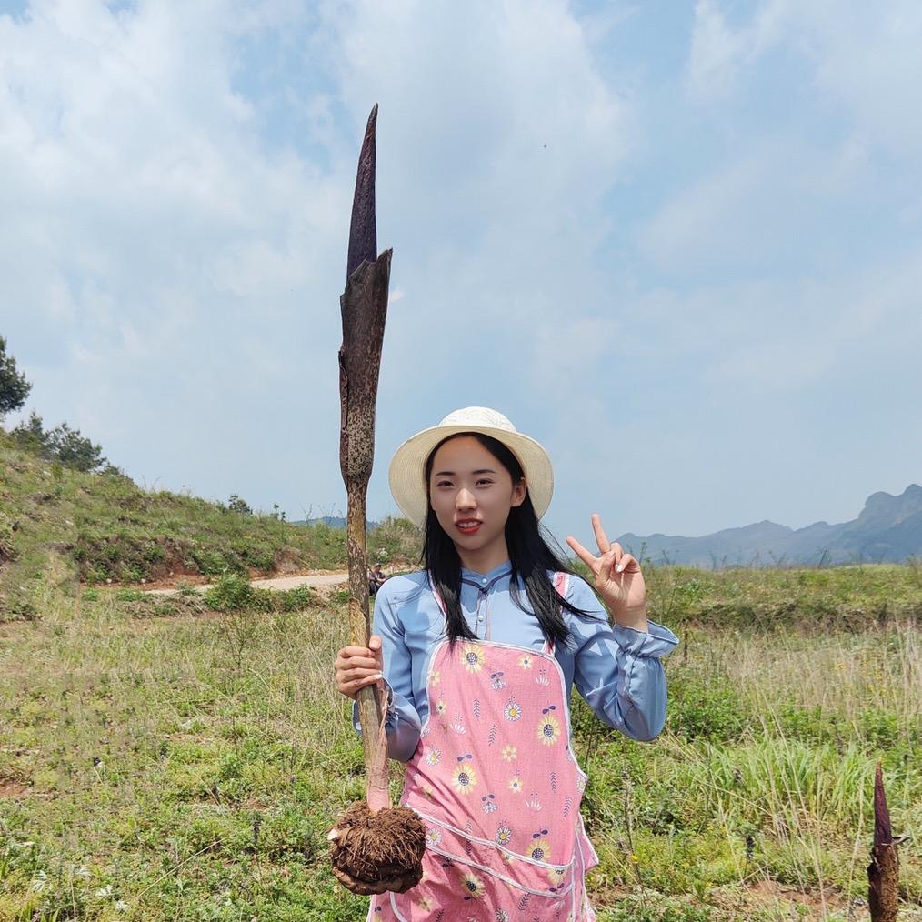 中国西南魔芋