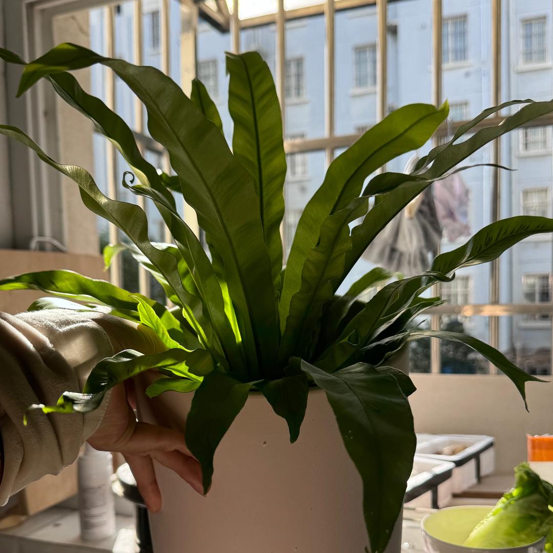 ☘️小刘是个拉屎大王